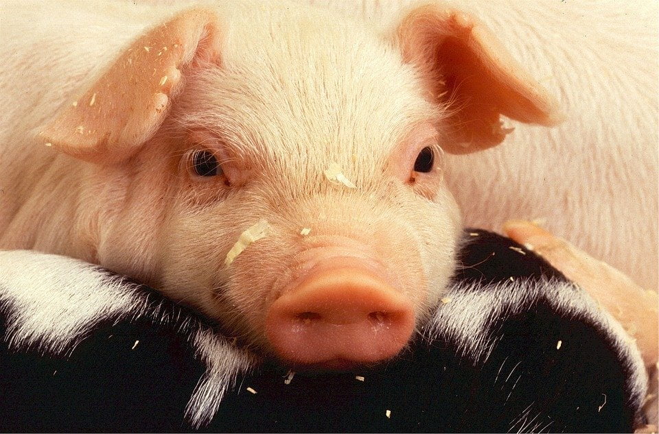 Toennies-Fleisch-Schwein